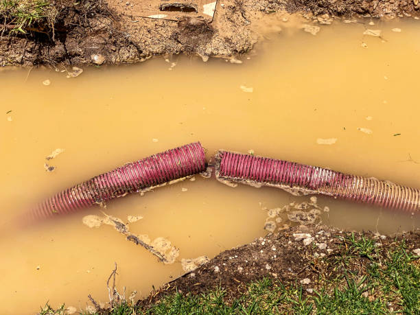 Best Local water damage restoration  in Wahneta, FL